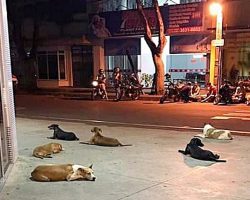 Loyal Dogs Chase Ambulance For Miles And Wait For Their Owner Outside Hospital