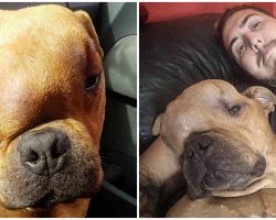 Man Adopts-A-Dog With Cancer So He Can Experience A Loving Home In His Final Days