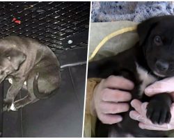 Man On Meth Picks Up Tiny Puppy & Slams Him Into A Car, Pup Squeals In Pain