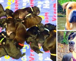 Dog Was Supposed To Give Birth To 7 Puppies, Births A World Record 21 Puppies