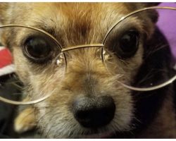 10 Senior Dogs Who Are Just As Cute As Puppies