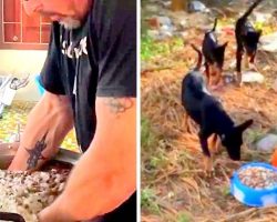 Man Prepares Food For 80 Homeless Dogs Each Day In A Mission To Help Them Survive