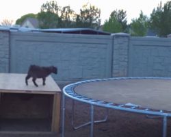 Baby Goat Finds A Trampoline, And Had The ‘Best Time Of His Life’