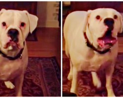 Mom Won’t Turn Off TV And Come To Bed So Her Dog Had An “Award-Winning” Hissy-Fit