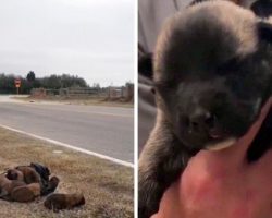 Monsters Threw Eight Newborn Puppies Out Of Car Window