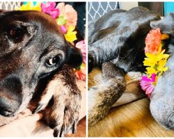 Man Dies At Home, 20-Year-Old Senior Dog Refuses To Leave His Side