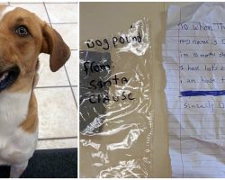 Puppy Abandoned In Cold Near Pond With Note From ‘Santa’ Taped To His Body
