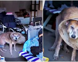 Old Gal Bolted In Room Barked To Be Let Out, Town Heard & Did Nothing