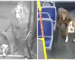 Bus Driver Spots 2 Lost Dogs In Freezing Cold, Tells Them “Hop On My Bus”