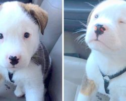 Precious Puppy Hiccups For The First Time, Panics & Tries To Make It Go Away
