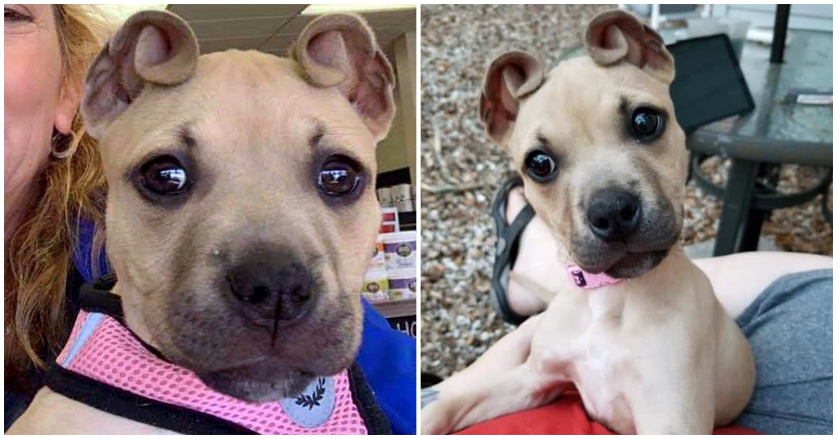 Rescue Puppy’s Ears Resemble Cinnamon Rolls