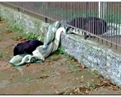Puppy Drags Her Blanket Outside To Keep Another Cold Homeless Dog Warm