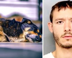 Man Viciously Stabs Dog To Death Because The Dog Wouldn’t “Get Along” With Him