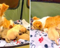 Mama Dog Sad After Losing Litter Finds Hope Again By Adopting Orphaned Puppies