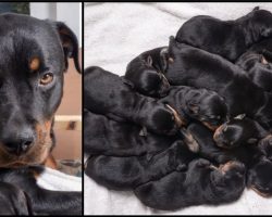 Rottweiler Gave Birth In The Middle Of The Night And The Babies Kept Coming Til 15 Were Born