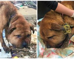 Dog’s Collar So Tight His Head Was Extremely Swollen And Jugular Vein Exposed