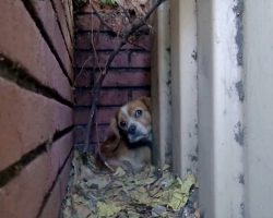 He Trembled With Fear As He Concealed Himself Behind Dumpster & Avoided The World