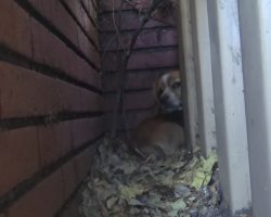 Dog With Heart On His Head Never Knew Love And Was Abandoned By His Owner