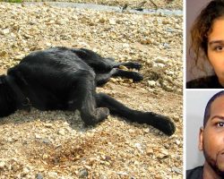 Owners Chain & Starve Dog For Months Till She Collapses, Claim She’s Not “Important”