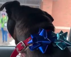 Boy Comes Out Of School To See The Dog He Thought He’d Lost For Good