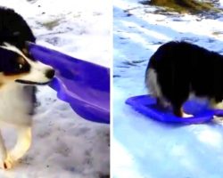 Thrill-Seeking Dog Insists On Carrying Her Board To Go Sledding “All By Herself”