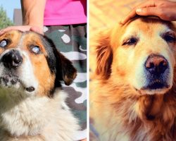 Heartless Owners Trade “Useless” Senior Dogs For Young Puppies In Holiday Season