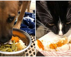 Shelter Animals Given Their Own Thanksgiving Meals So They Feel Included For Holidays