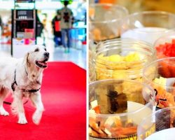 Shoplifting Dog Walks Into Store Before Christmas, Pick Himself A Christmas Treat