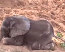 Sick Baby Elephant Was Rejected By The Herd, Becomes Best Friends With Dog