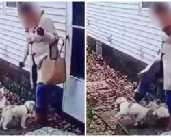 Hateful Woman Kicks Tiny Pup 3 Times So Hard That He Flies Several Feet In Air