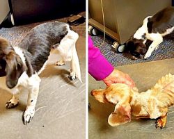 Owner Starves Dogs For Months & Dumps Them In A Parking Lot Before Thanksgiving