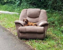 Starving Puppy Was Dumped On Road In Chair And Too Afraid To Leave It To Find Food