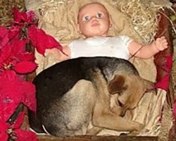 Stray Puppy Takes Refuge In Nativity Scene To Keep Warm During Cold Nights