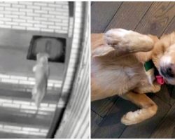 Starving Stray Stuck On Cold Streets Sees Open Home, Limps Inside & Never Leaves