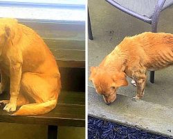 Abused, Sick Senior Dog Wanders Through The Rainstorm In Search Of A New Home