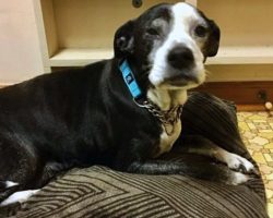 Family Takes Dog To Vet To Be Put Down As They ‘Don’t Want To Care For Her Anymore’
