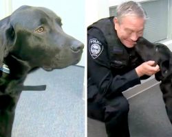 Dog Who Failed As A Guide Dog Didn’t Lose Hope, He’s Now A Comfort Dog For Cops