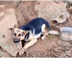 Hateful Owner Put Him On Short Chain With Just A Pot Of Food He Couldn’t Reach