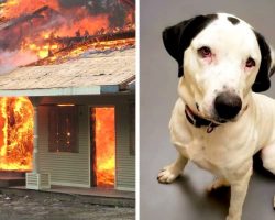 Dog Depressed After Losing Family In Fire, Help Him Find A Home Before Christmas