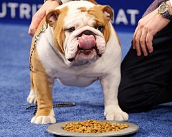 Bulky Bulldog Wins ‘Best In Show’ Because Of His ‘Outstanding Overall Attitude’