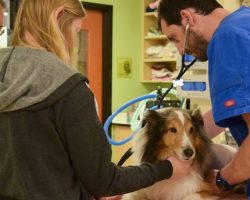 A Paralyzed Dog Is Ready To Be Put Down When Vet Finds A Tick On Him