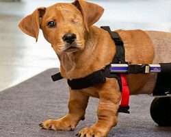 He Was Struck By Train After Teen Abandoned Him Outside, Lost 2 Legs & 1 Eye