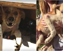 Lady Wants “Sick Old” Dog Put Down, But She’s A Puppy Starved To Look This Way