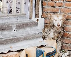 While The Other Dogs Played, Neglected Husky Sat Frozen With Fear In A Corner