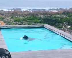 Wild Baboons Drop By Man’s House To Party In His Pool