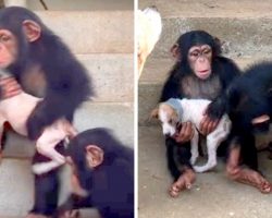 Woman Brings Dying Pup To Chimp Sanctuary, Gets Tender Care From Chimp Family