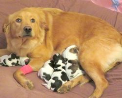 Workers Find Dumped Golden Retriever, As She Gives Birth To “Cow Babies”