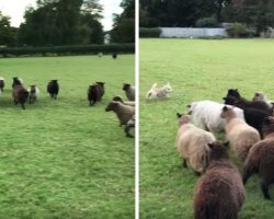 World’s “Worst Sheepdog” Goes To Herd Sheep, And Gets Them To Play With Him Instead