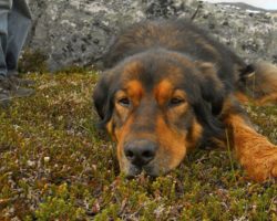 16-Year-Old Dog Laid It On The Line For The Ones He Loved Most In Life