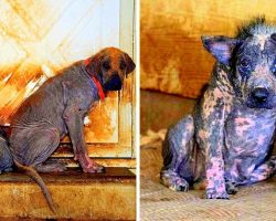 Abused Dogs Left To Rot & Die, Beg For Help With Unspeakable Misery In Their Eyes